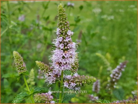 Mentha longifolia | Hertsmunt, Bosmunt, Munt | Ro&szlig;-Minze