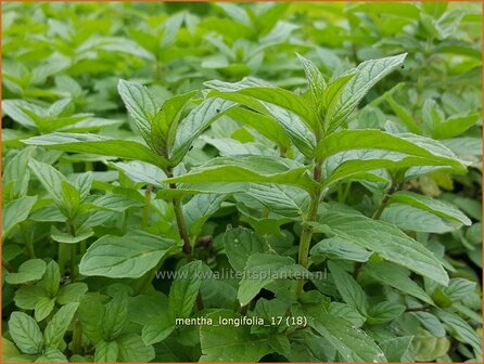 Mentha longifolia | Hertsmunt, Bosmunt, Munt | Ro&szlig;-Minze