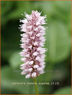 Persicaria bistorta &amp;#39;Superba&amp;#39; | Adderwortel, Duizendknoop | Schlangenkn&ouml;terich