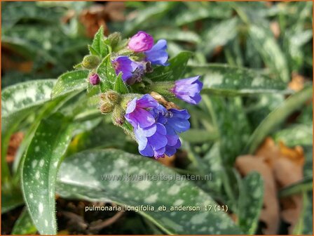 Pulmonaria longifolia &#039;Roy Davidson&#039; | Langbladig longkruid, Longkruid | Langbl&auml;ttriges Lungenkraut