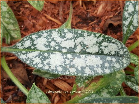 Pulmonaria longifolia &#039;Roy Davidson&#039; | Langbladig longkruid, Longkruid | Langbl&auml;ttriges Lungenkraut