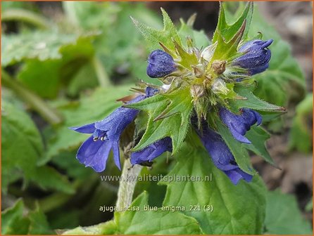 Ajuga incisa &#039;Blue Enigma&#039; | Japans zenegroen, Zenegroen | Eingeschnittener G&uuml;nsel | Bugle