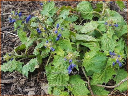 Ajuga incisa &#039;Blue Enigma&#039; | Japans zenegroen, Zenegroen | Eingeschnittener G&uuml;nsel | Bugle