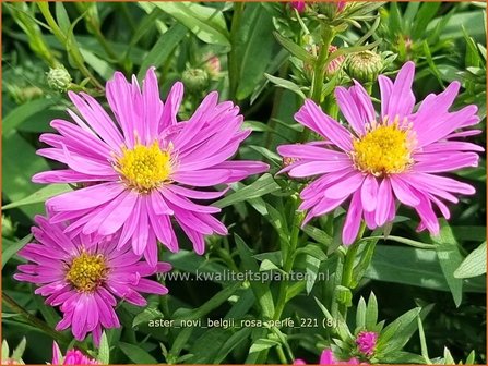 Aster novi-belgii &#039;Rosa Perle&#039; | Nieuw-Nederlandse aster, Herfstaster, Aster | Glattblatt-Aster