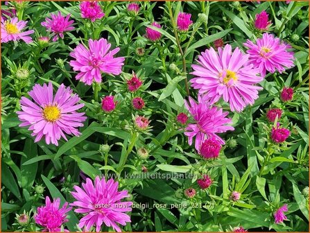 Aster novi-belgii &#039;Rosa Perle&#039; | Nieuw-Nederlandse aster, Herfstaster, Aster | Glattblatt-Aster