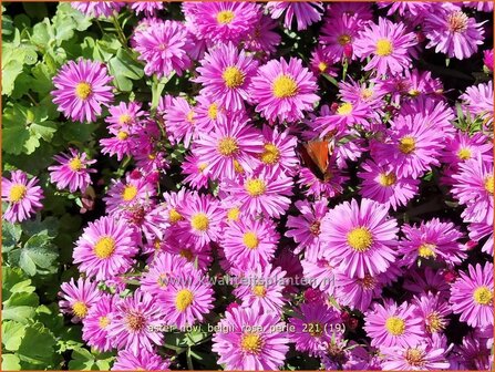 Aster novi-belgii &#039;Rosa Perle&#039; | Nieuw-Nederlandse aster, Herfstaster, Aster | Glattblatt-Aster