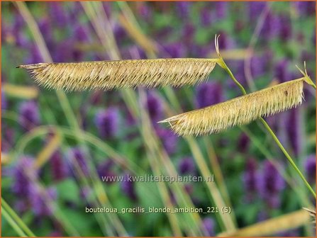 Bouteloua gracilis &#039;Blonde Ambition&#039; | Muskietengras | Moskitogras