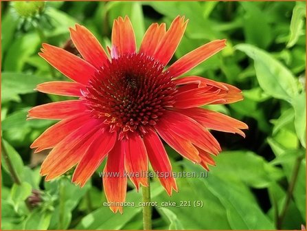 Echinacea &#039;Carrot Cake&#039; | Rode zonnehoed, Zonnehoed | Roter Sonnenhut