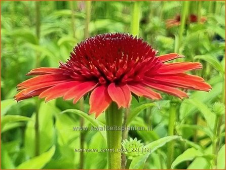 Echinacea &#039;Carrot Cake&#039; | Rode zonnehoed, Zonnehoed | Roter Sonnenhut