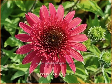 Echinacea &#039;Giddy Pink&#039; | Rode zonnehoed, Zonnehoed | Roter Sonnenhut