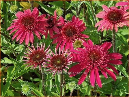 Echinacea &#039;Giddy Pink&#039; | Rode zonnehoed, Zonnehoed | Roter Sonnenhut