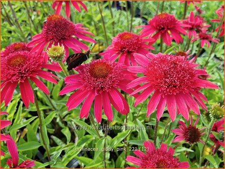 Echinacea &#039;Giddy Pink&#039; | Rode zonnehoed, Zonnehoed | Roter Sonnenhut