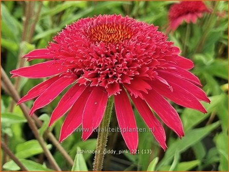 Echinacea &#039;Giddy Pink&#039; | Rode zonnehoed, Zonnehoed | Roter Sonnenhut