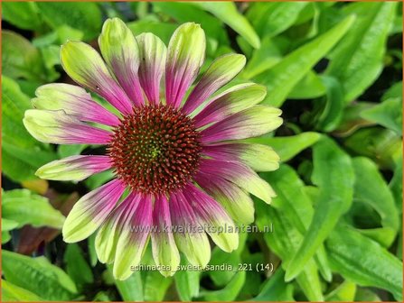 Echinacea &#039;Sweet Sandia&#039; | Rode zonnehoed, Zonnehoed | Roter Sonnenhut