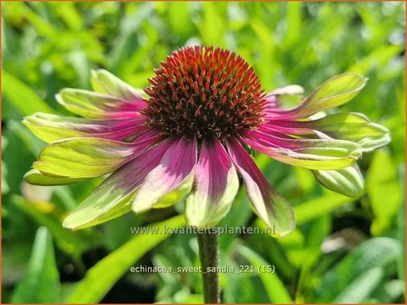 Echinacea &#039;Sweet Sandia&#039; | Rode zonnehoed, Zonnehoed | Roter Sonnenhut