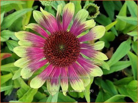 Echinacea &#039;Sweet Sandia&#039; | Rode zonnehoed, Zonnehoed | Roter Sonnenhut