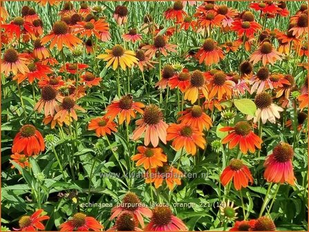 Echinacea purpurea &#039;Lakota Orange&#039; | Rode zonnehoed, Zonnehoed | Roter Sonnenhut