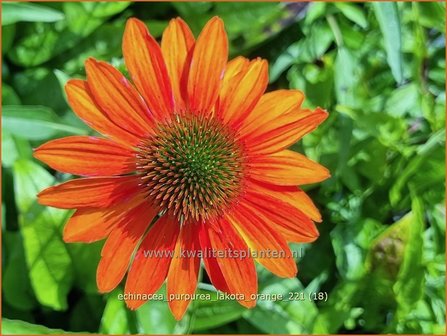 Echinacea purpurea &#039;Lakota Orange&#039; | Rode zonnehoed, Zonnehoed | Roter Sonnenhut