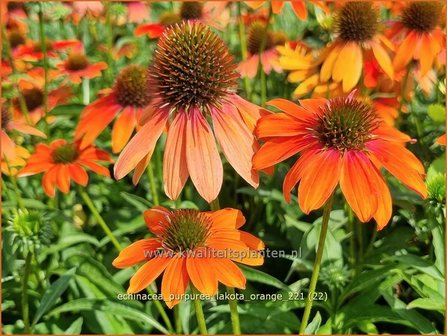 Echinacea purpurea &#039;Lakota Orange&#039; | Rode zonnehoed, Zonnehoed | Roter Sonnenhut