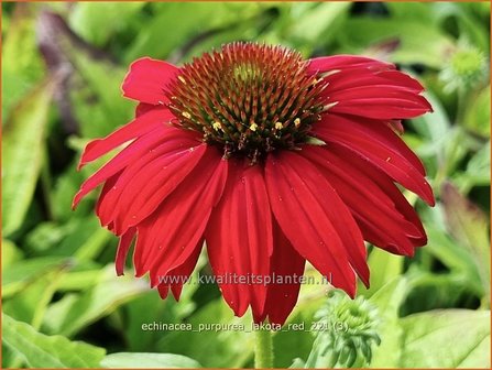 Echinacea purpurea &#039;Lakota Red&#039; | Rode zonnehoed, Zonnehoed | Roter Sonnenhut