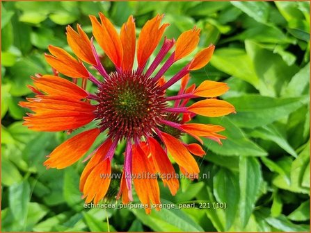 Echinacea purpurea &#039;Orange Pearl&#039; | Rode zonnehoed, Zonnehoed | Roter Sonnenhut