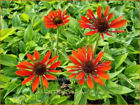 Echinacea purpurea &#039;Orange Pearl&#039; | Rode zonnehoed, Zonnehoed | Roter Sonnenhut