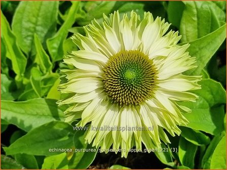 Echinacea purpurea &#039;Sunseekers Apple Green&#039; | Rode zonnehoed, Zonnehoed | Roter Sonnenhut