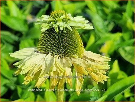 Echinacea purpurea &#039;Sunseekers Apple Green&#039; | Rode zonnehoed, Zonnehoed | Roter Sonnenhut