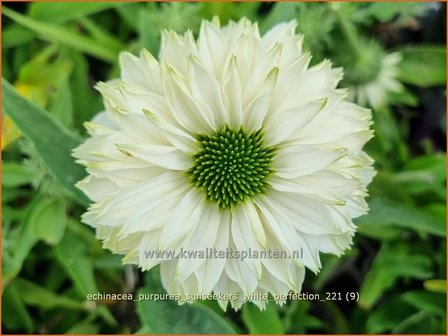 Echinacea purpurea &amp;#39;Sunseekers White Perfection&amp;#39;