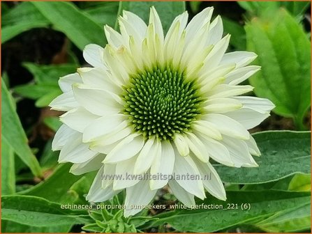 Echinacea purpurea &#039;Sunseekers White Perfection&#039; | Rode zonnehoed, Zonnehoed | Roter Sonnenhut