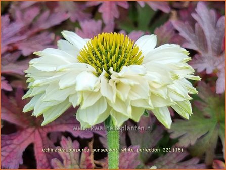 Echinacea purpurea &#039;Sunseekers White Perfection&#039; | Rode zonnehoed, Zonnehoed | Roter Sonnenhut