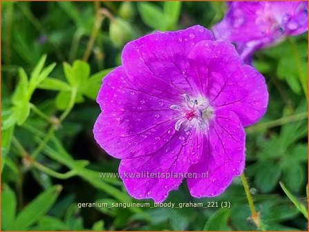 Geranium sanguineum &#039;Bloody Graham&#039; | Bermooievaarsbek, Ooievaarsbek, Tuingeranium, Geranium | Blut-Storchschnabel