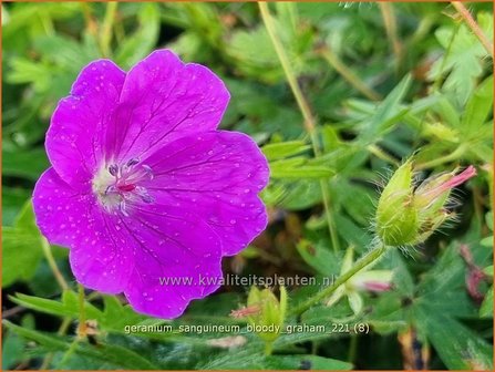 Geranium sanguineum &#039;Bloody Graham&#039; | Bermooievaarsbek, Ooievaarsbek, Tuingeranium, Geranium | Blut-Storchschnabel