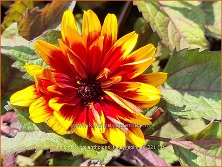 Heliopsis helianthoides &#039;Funky Spinner&#039; | Zonneoog | Gew&ouml;hnliches Sonnenauge