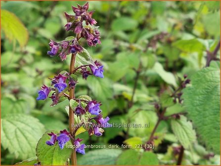 Isodon umbrosus &#039;Dark Form&#039; | Chinesische Buschnessel