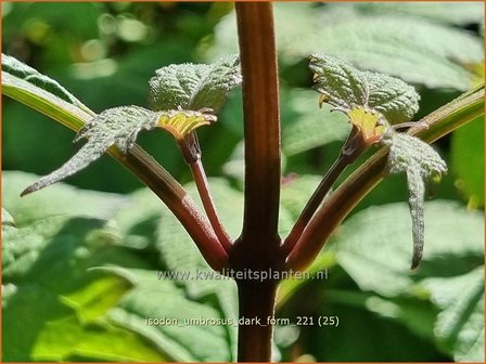 Isodon umbrosus &#039;Dark Form&#039; | Chinesische Buschnessel