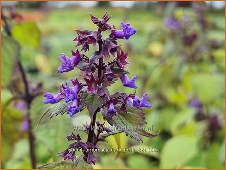 Isodon umbrosus &#039;Dark Form&#039; | Chinesische Buschnessel