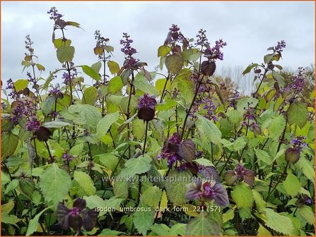 Isodon umbrosus &#039;Dark Form&#039; | Chinesische Buschnessel