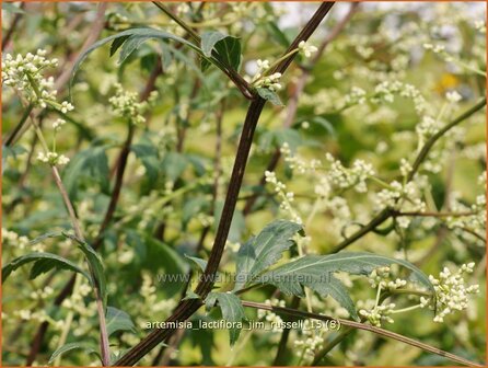 Artemisia lactiflora &#039;Jim Russell&#039; | Witte bijvoet, Alsem, Bijvoet | Wei&szlig;e Raute