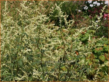 Artemisia lactiflora &#039;Jim Russell&#039; | Witte bijvoet, Alsem, Bijvoet | Wei&szlig;e Raute