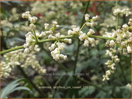 Artemisia lactiflora &#039;Jim Russell&#039; | Witte bijvoet, Alsem, Bijvoet | Wei&szlig;e Raute