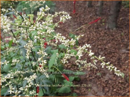 Artemisia lactiflora &#039;Jim Russell&#039; | Witte bijvoet, Alsem, Bijvoet | Wei&szlig;e Raute