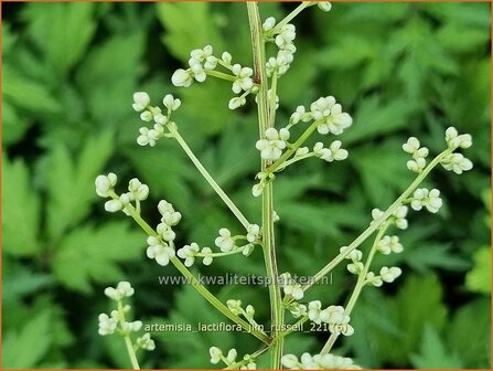 Artemisia lactiflora &#039;Jim Russell&#039; | Witte bijvoet, Alsem, Bijvoet | Wei&szlig;e Raute