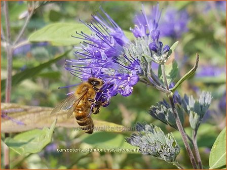 Caryopteris clandonensis &#039;Heavenly Blue&#039; | Blauwe spirea, Blauwbaard, Baardbloem | Bartblume