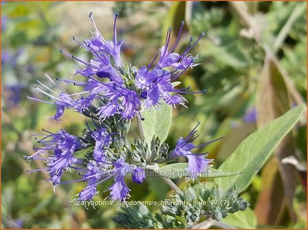 Caryopteris clandonensis &#039;Heavenly Blue&#039; | Blauwe spirea, Blauwbaard, Baardbloem | Bartblume