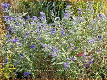 Caryopteris clandonensis &#039;Heavenly Blue&#039; | Blauwe spirea, Blauwbaard, Baardbloem | Bartblume