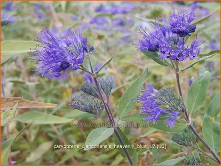 Caryopteris clandonensis &#039;Heavenly Blue&#039; | Blauwe spirea, Blauwbaard, Baardbloem | Bartblume