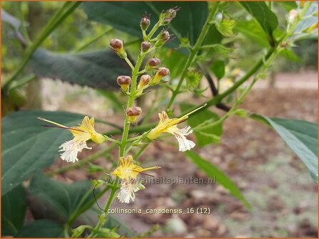 Collinsonia canadensis | Paardenbalsem, Steenwortel, Canadese gruiswortel | Steinwurzel