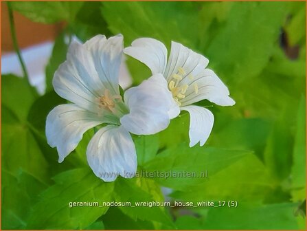 Geranium nodosum &#039;Wreighburn House White&#039; | Knopige ooievaarsbek, Ooievaarsbek, Tuingeranium, Geranium | Bergwald-Sto