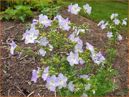 Polemonium caeruleum &#039;Hopleys&#039; | Jacobsladder | Blaubl&uuml;hende Himmelsleiter